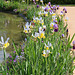 Iris en mélange en bord de bassin