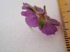 géranium phaeum 'lavender pinwheel' P5151751
