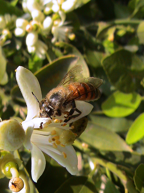 Orangen-Biene