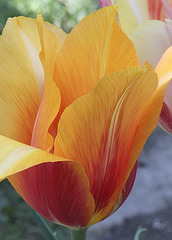Tulipe Long Lady