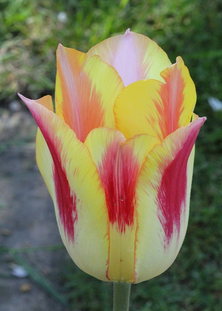 tulipe