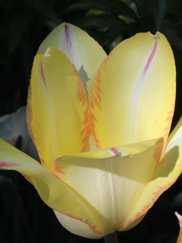 Tulipe