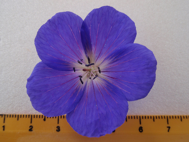 géranium platypetalum P5151761