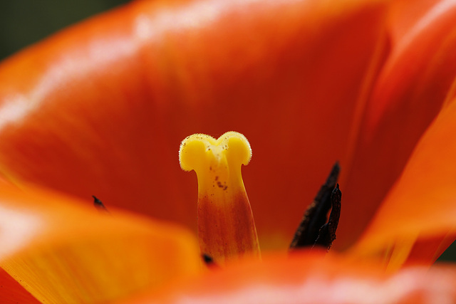 Pistil