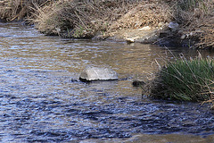 20110319 0439Aw [D~LIP] Wasseramsel (Cinclus cinclus), Werre, UWZ, Bad Salzuflen