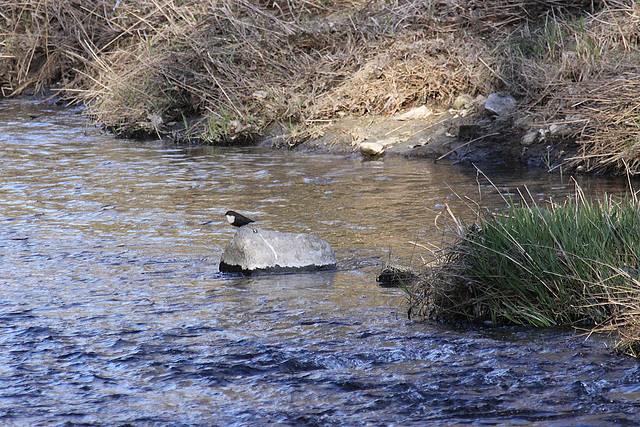 20110319 0438Aw [D~LIP] Wasseramsel (Cinclus cinclus), Werre, UWZ, Bad Salzuflen