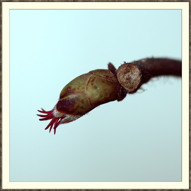 Winzling