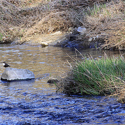 20110319 0435Aw [D~LIP] Wasseramsel (Cinclus cinclus), Werre, UWZ, Bad Salzuflen