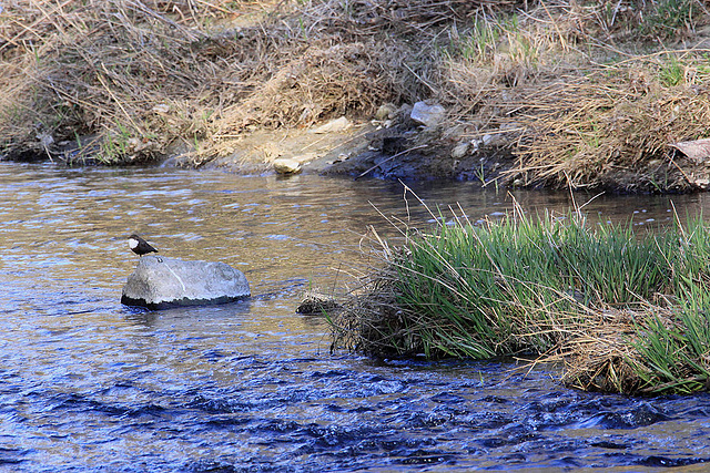 20110319 0435Aw [D~LIP] Wasseramsel (Cinclus cinclus), Werre, UWZ, Bad Salzuflen