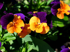 Hornveilchen in orange und violett