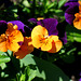 Hornveilchen in orange und violett