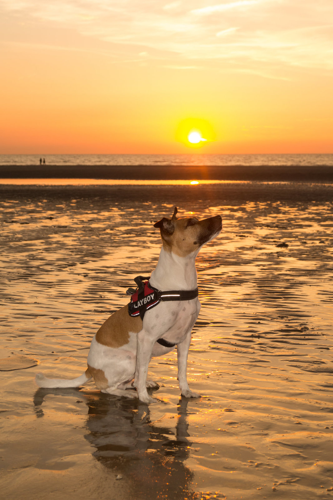 Jack Russell Terrier Rico DSC06393