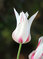 Tulipe