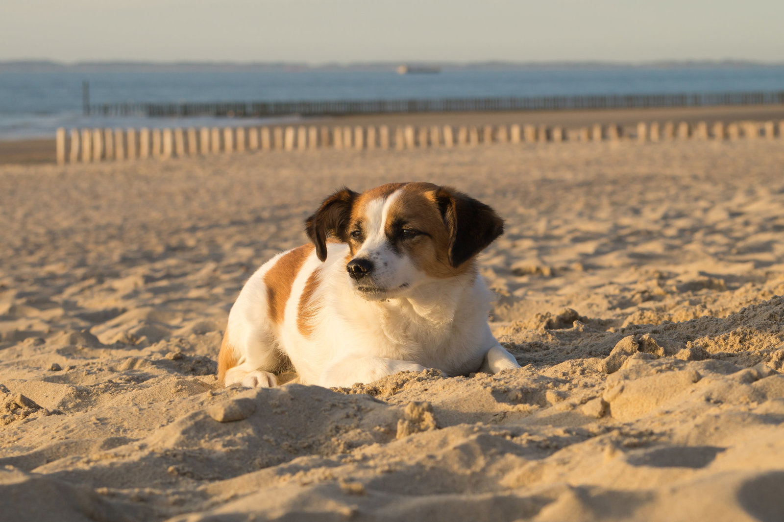 Jack Russell Terrier Clifford - Niederlande Cadzand DSC06205