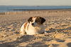 Jack Russell Terrier Clifford - Niederlande Cadzand DSC06205