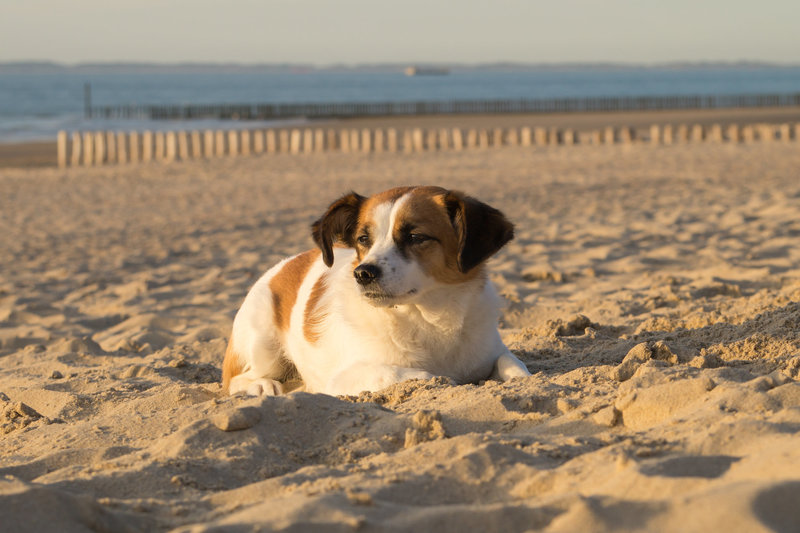 Jack Russell Terrier Clifford - Niederlande Cadzand DSC06205
