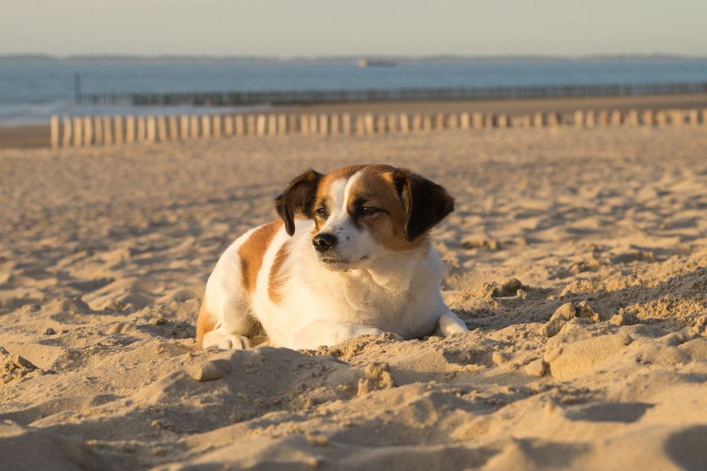 Jack Russell Terrier Clifford - Niederlande Cadzand DSC06205