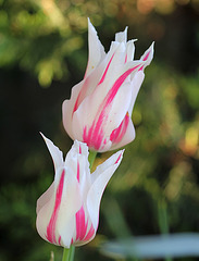 Tulipe