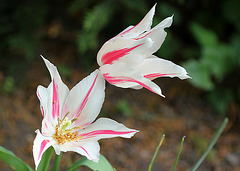 Tulipes fleur de lys (3)