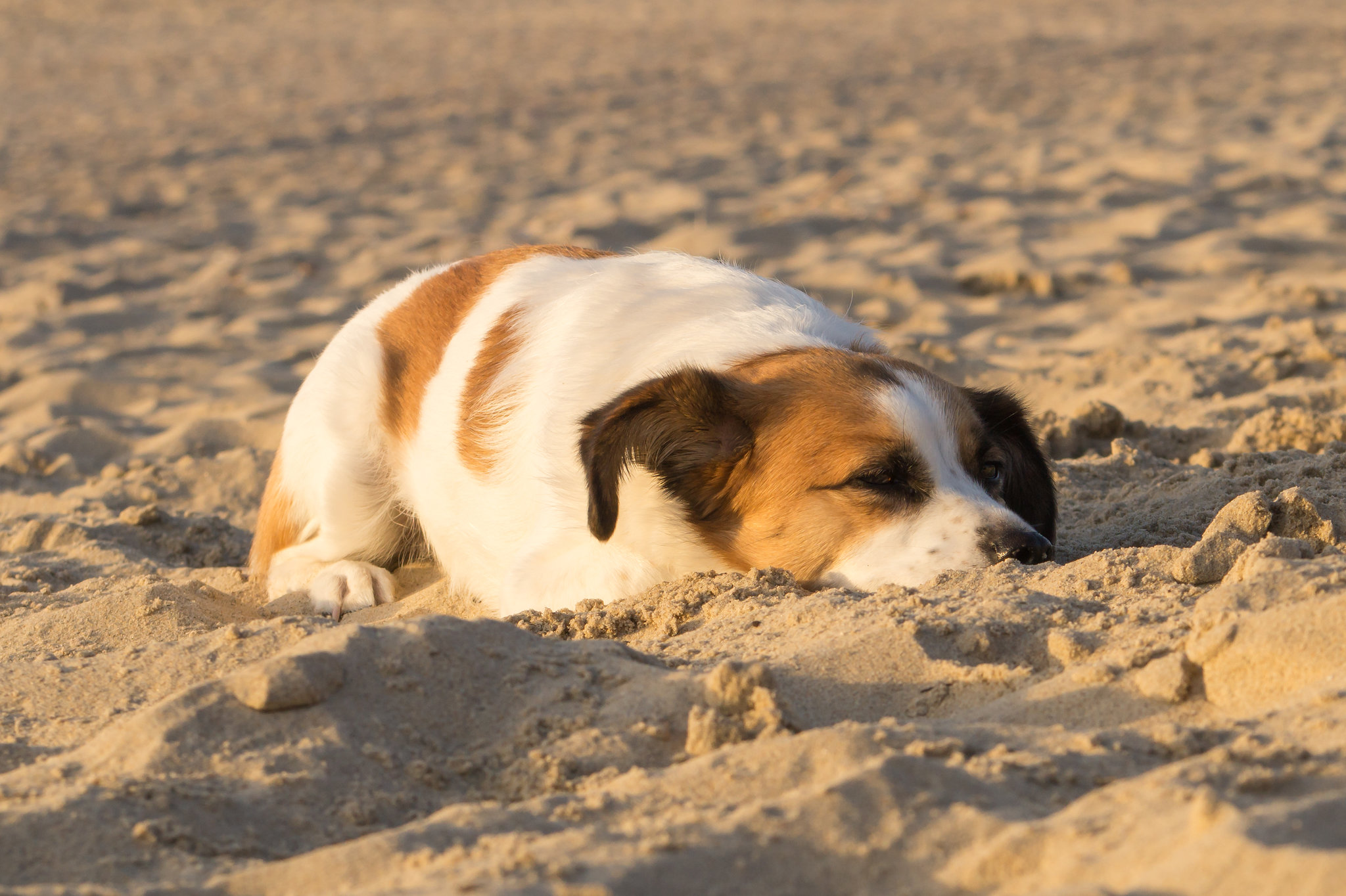 Jack Russell Terrier Clifford - Niederlande Cadzand DSC06204