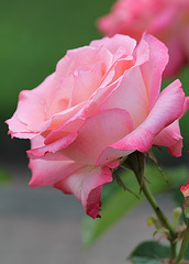 Rose "Elle"