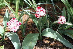 Tulipe fleur de pivoine 3