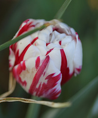 Tulipe fleur de pivoine 3 (2)