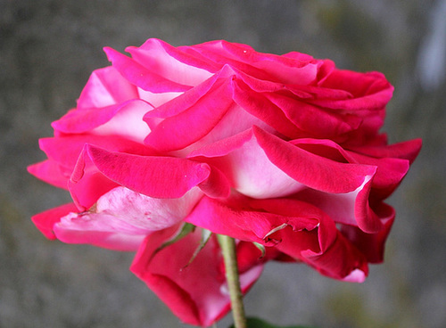 Rose Osiria
