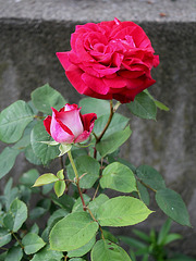 Rose Osiria