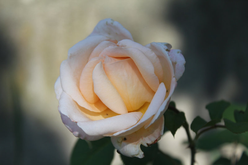 Rose "Tendresse"