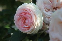 Rose Pierre de Ronsard