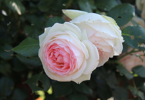 Rose Pierre de Ronsard