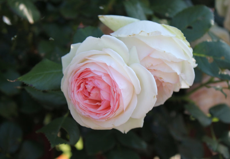 Rose Pierre de Ronsard