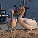 Pelikane in Agia Napa