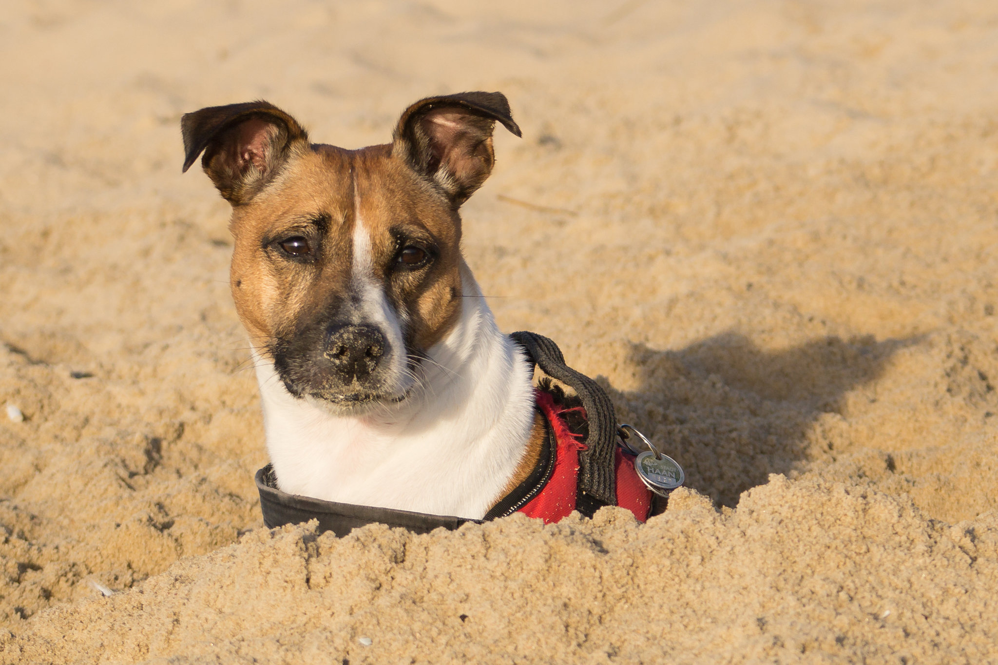 Jack Russell Rico - Niederlande Cadzand DSC06150