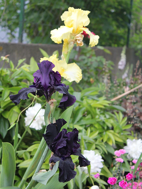 Iris- Noir et jaune