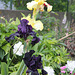 Iris- Noir et jaune