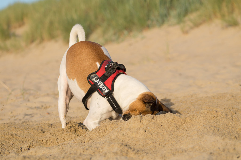 Jack Russell Rico - Niederlande Cadzand DSC06145