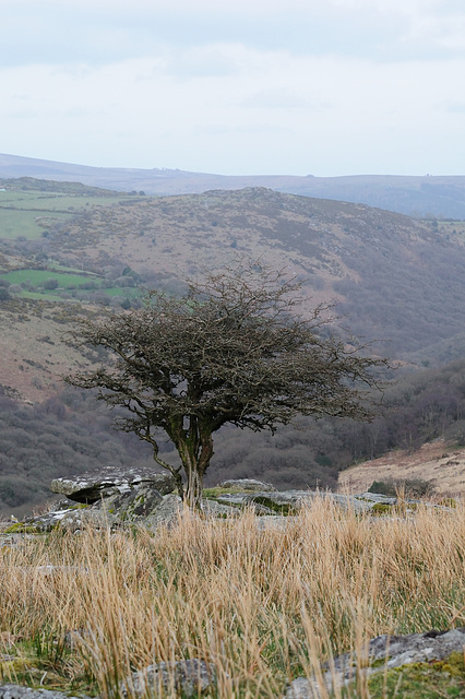 Dartmoor