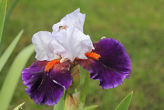 Iris Sharpshooter