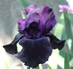 Iris Black Tie Affair