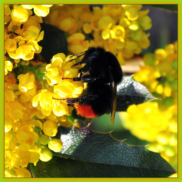 Ilexblüten mit Hummel