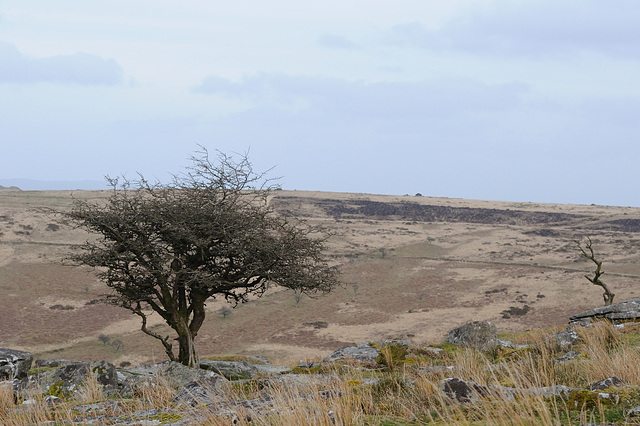 Dartmoor