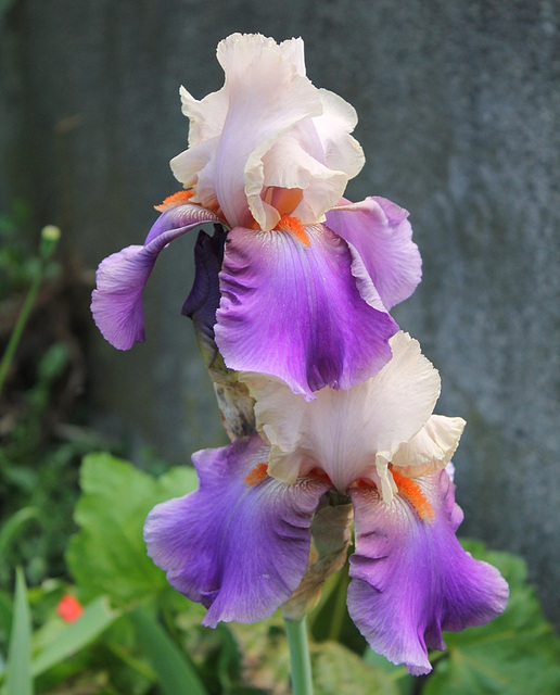 Iris Vague à l'âme