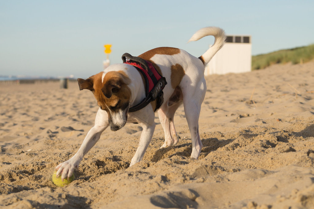 Jack Russell Rico - Niederlande Cadzand DSC06125