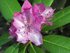 IMG 0710 Rhododendron