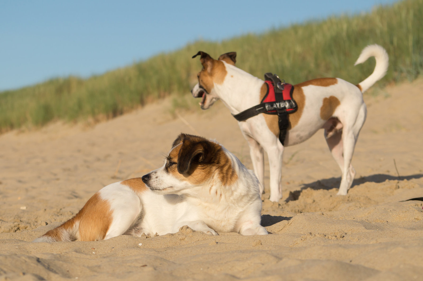 Jack Russell Rico und Clifford - Niederlande Cadzand DSC06118