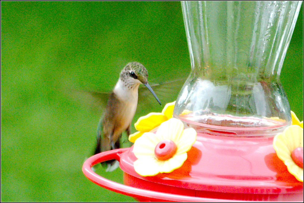 Hummingbird