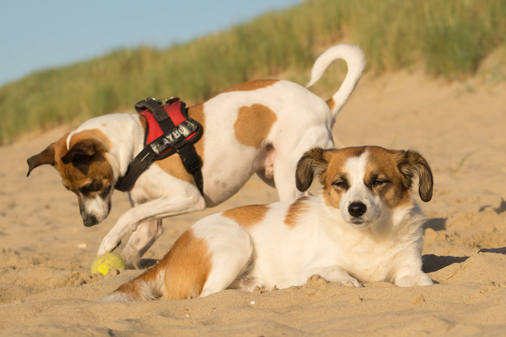 Jack Russell Rico und Clifford - Niederlande Cadzand DSC06116