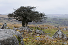 Dartmoor